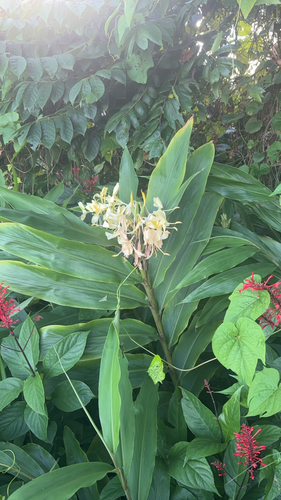 Hedychium flavescens observed 2026-10-21