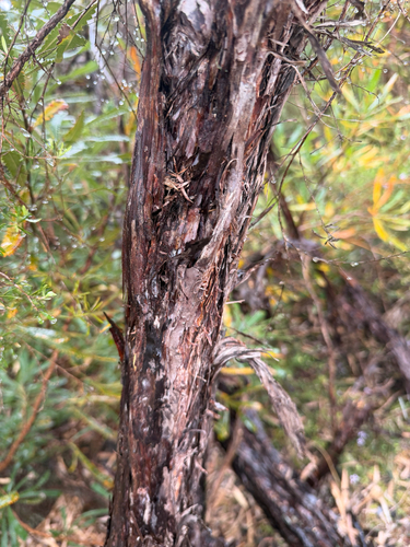 Leptospermum trinervium, 2026-10-21