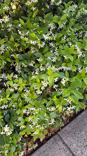 Trachelospermum jasminoides observed 2026-10-22