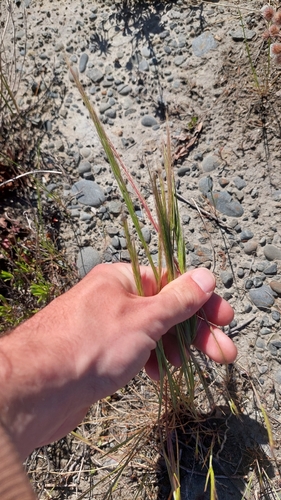 Festuca myuros observed 2026-10-21