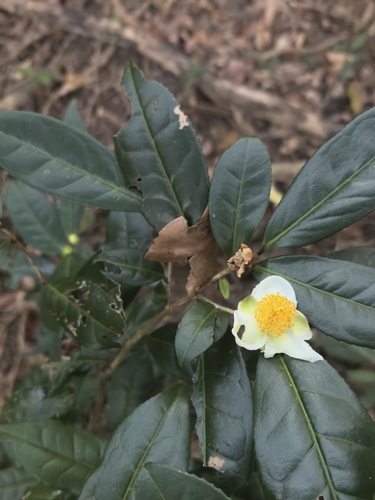 Camellia sinensis observed 2026-10-21