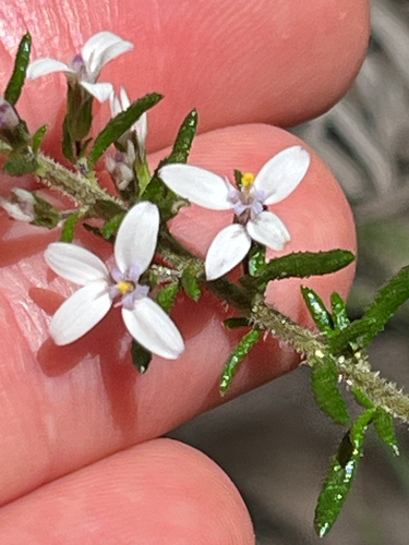 Olearia ramulosa, 2026-10-21