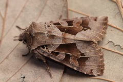 Clavipalpula aurariae