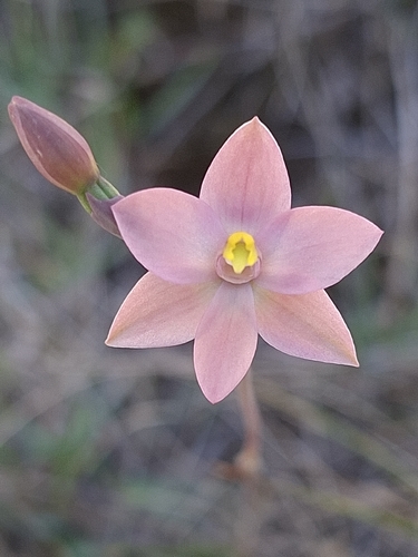 Thelymitra carnea observed 2026-10-21