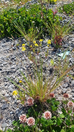 Lachnagrostis filiformis observed 2026-10-21
