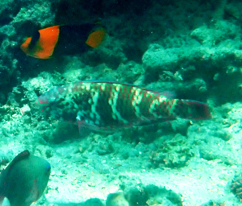 Scarus schlegeli observed 2026-10-19