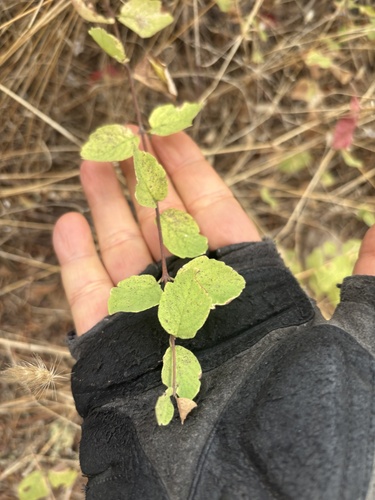 Symphoricarpos mollis observed 2026-10-21