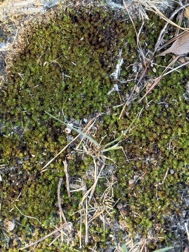 Atrichum angustatum observed 2026-10-21