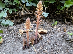 Orobanche hederae