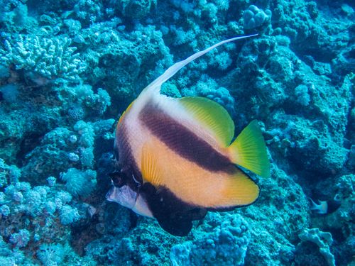 Heniochus intermedius observed 2026-10-18
