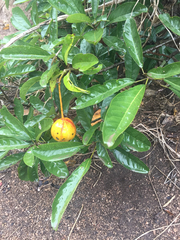 Capparidastrum petiolare
