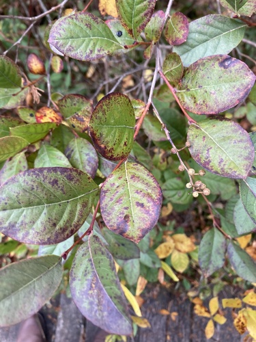 Lyonia ligustrina observed 2026-10-21