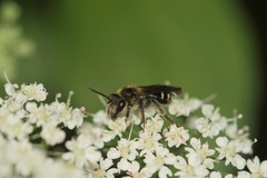 Andrena proxima