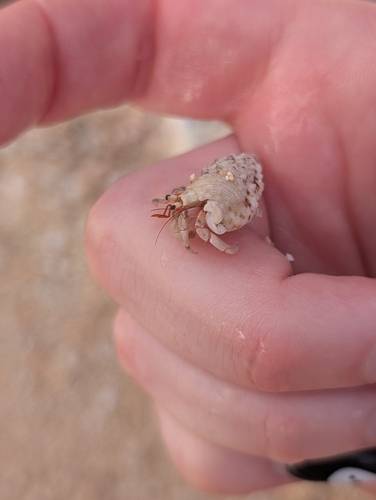 Coenobita rugosus observed 2026-10-21