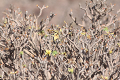 Euphorbia balsamifera image