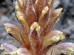 Orobanche hederae