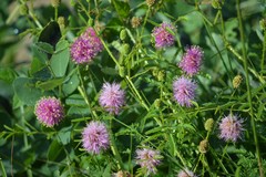Mimosa hystricina