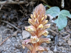 Orobanche hederae