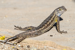 Sceloporus occidentalis