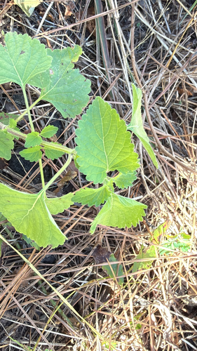 Cantinoa mutabilis observed 2026-10-20