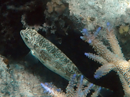 Siganus spinus observed 2026-10-19