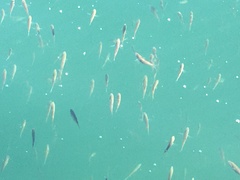 Cymatogaster aggregata