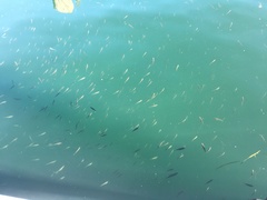 Cymatogaster aggregata