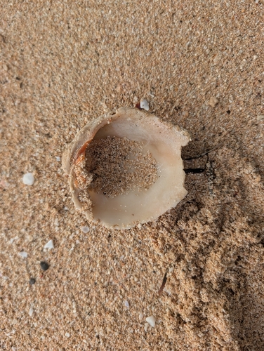 Antigona reticulata observed 2026-10-21