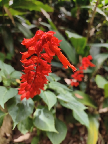 Salvia splendens observed 2026-10-21