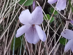 Viola thomasiana