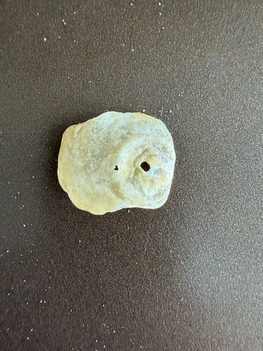 Anomia peruviana observed 2026-10-21