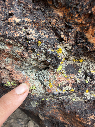Buellia dispersa