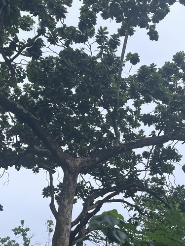 Terminalia catappa observed 2026-10-21