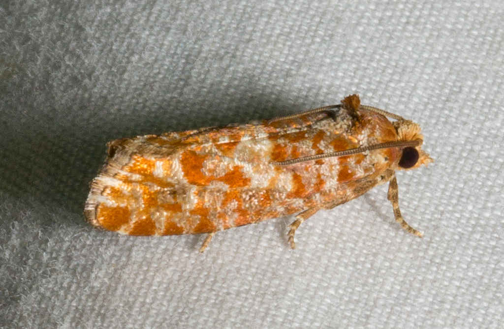 Shortleaf Pine Coneborer Moth