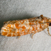 Pine Cone- and Shoot-Borer Moths - Photo (c) Stott Noble, some rights reserved (CC BY-NC), uploaded by Stott Noble