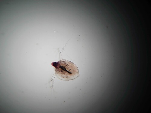 Ceriodaphnia reticulata