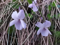 Viola thomasiana