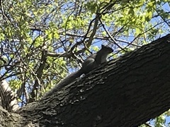 Sciurus carolinensis