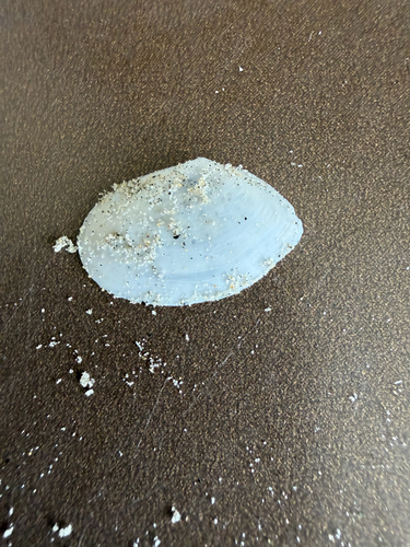 Rexithaerus secta, 2026-10-21