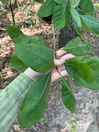 Chionanthus observed 2026-10-21