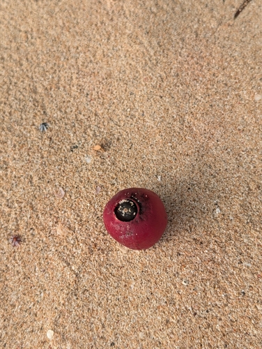 Hernandia nymphaeifolia observed 2026-10-21