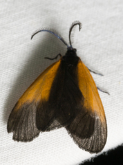 Pyromorpha dimidiata