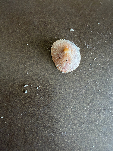 Crucibulum spinosum observed 2026-10-21