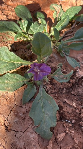 purple groundcherry