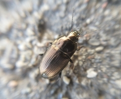 Amara spreta