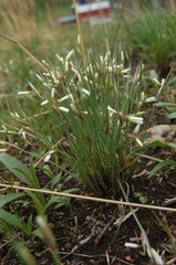 Sisyrinchium albidum