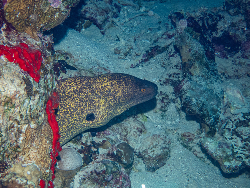 Gymnothorax flavimarginatus observed 2026-10-18