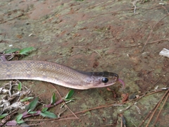 Coelognathus flavolineatus