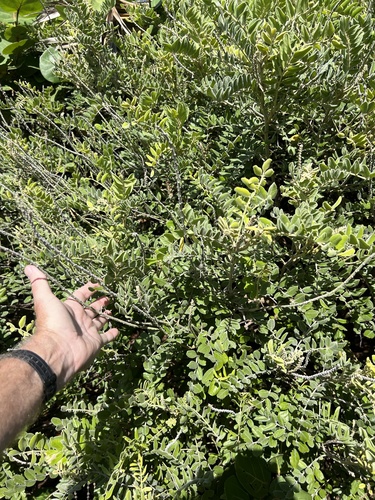 Sophora tomentosa observed 2026-10-21