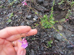 Arabis blepharophylla
